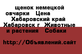 щенок немецкой овчарки › Цена ­ 35 000 - Хабаровский край, Хабаровск г. Животные и растения » Собаки   